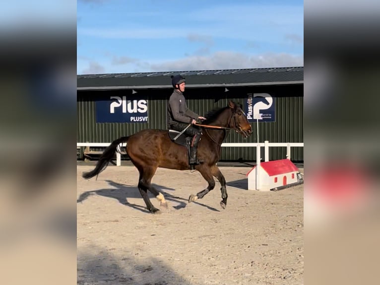 Purosangue inglese Castrone 5 Anni 165 cm Baio ciliegia in Westmeath