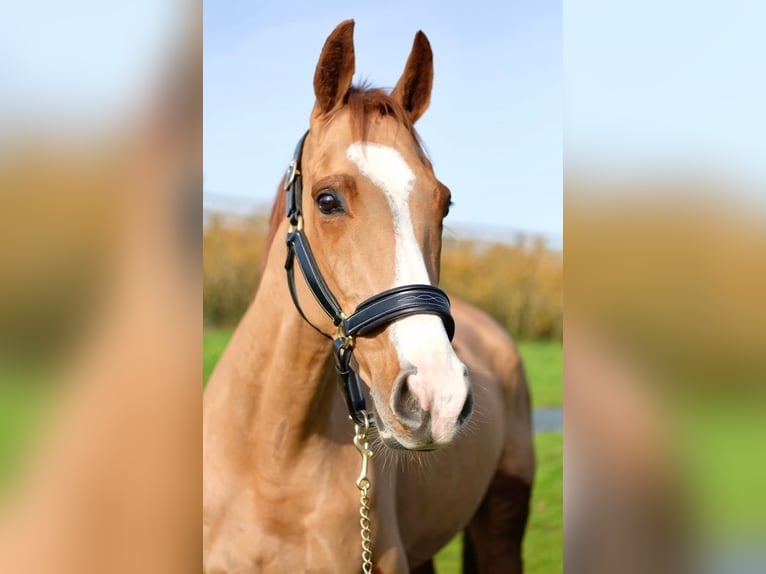 Purosangue inglese Castrone 5 Anni 165 cm Sauro in 17 rue d’eswars