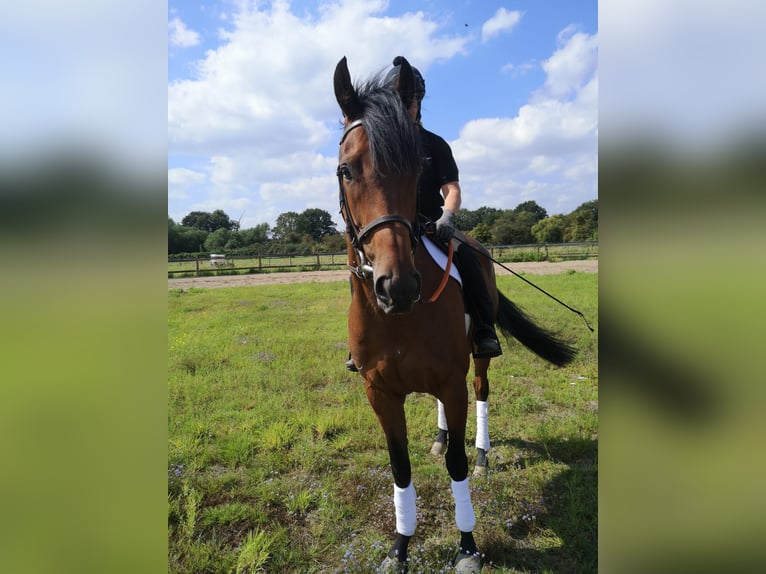 Purosangue inglese Castrone 5 Anni 166 cm Baio in Bremen