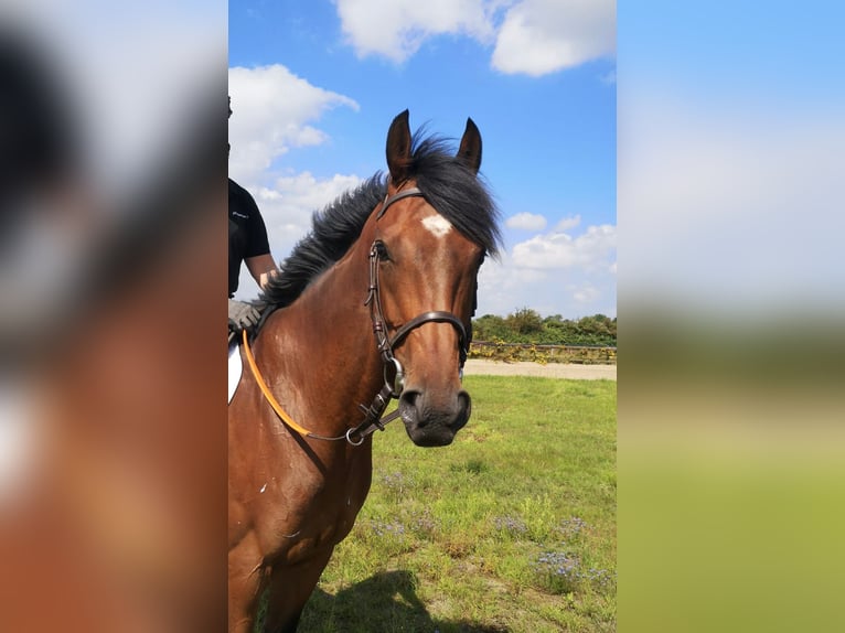 Purosangue inglese Castrone 5 Anni 166 cm Baio in Bremen