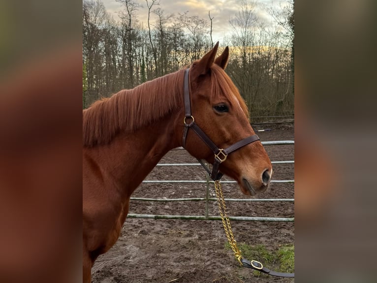 Purosangue inglese Castrone 5 Anni 166 cm Sauro in Hamburg Lemsahl-MellingstedtHamburg