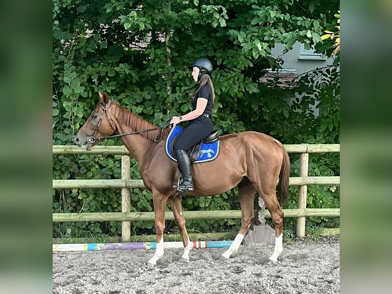 Purosangue inglese Castrone 5 Anni 167 cm Sauro in STAMBACH