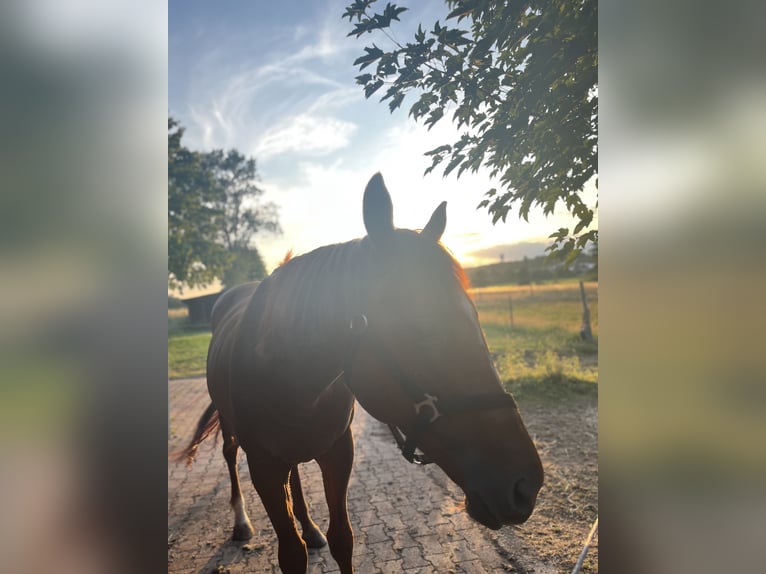 Purosangue inglese Castrone 5 Anni 167 cm Sauro in Kaiserslautern
