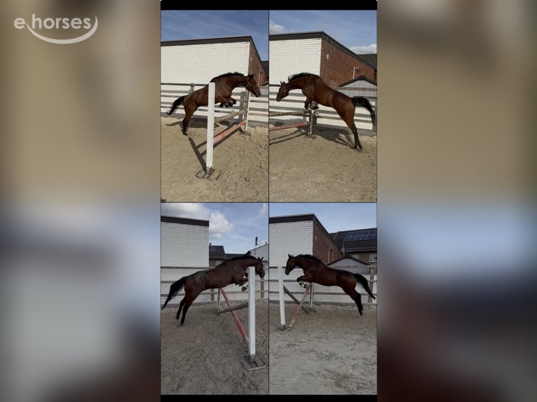 Purosangue inglese Castrone 5 Anni 168 cm Baio in Erftstadt