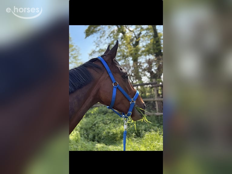 Purosangue inglese Castrone 5 Anni 168 cm Baio in Erftstadt