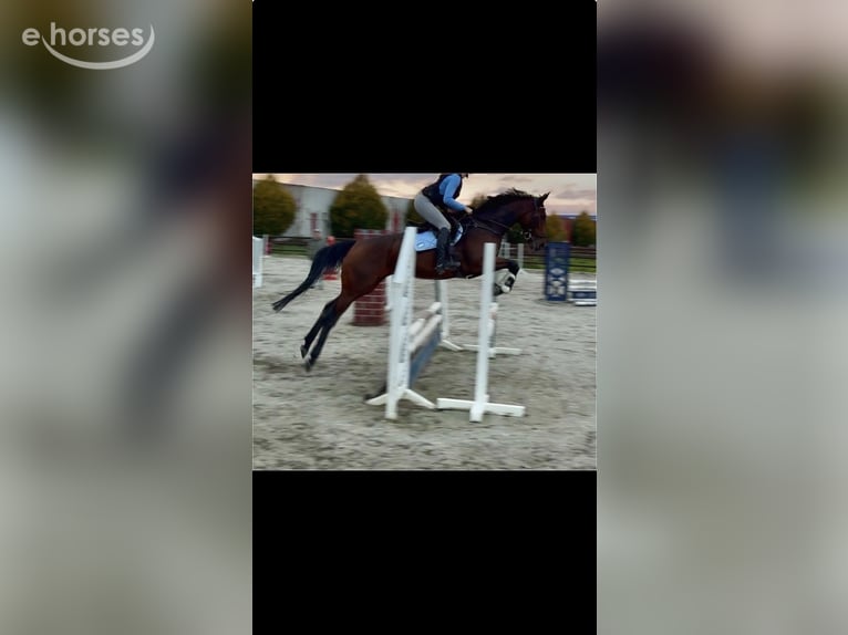 Purosangue inglese Castrone 5 Anni 168 cm Baio in Erftstadt