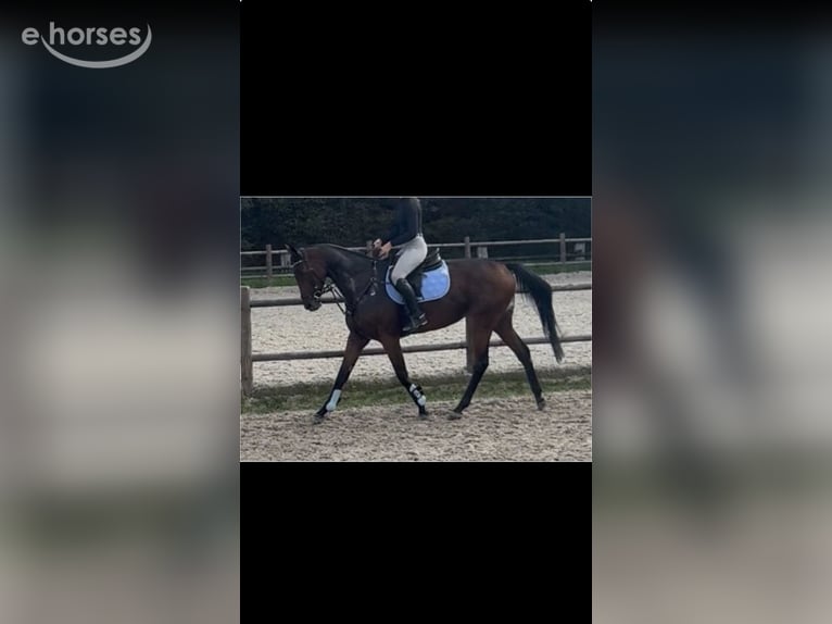 Purosangue inglese Castrone 5 Anni 168 cm Baio in Erftstadt