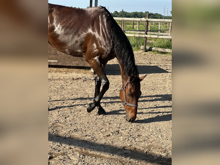 Purosangue inglese Castrone 5 Anni 168 cm Baio in Neuss