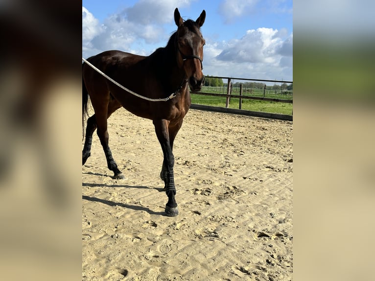 Purosangue inglese Castrone 5 Anni 168 cm Baio in Neuss