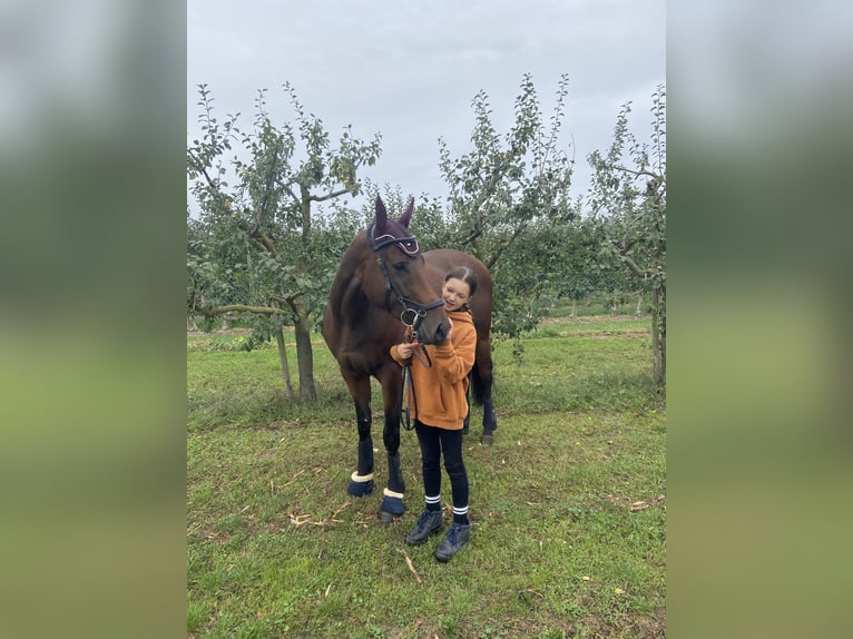 Purosangue inglese Castrone 5 Anni 168 cm Baio in Mainz