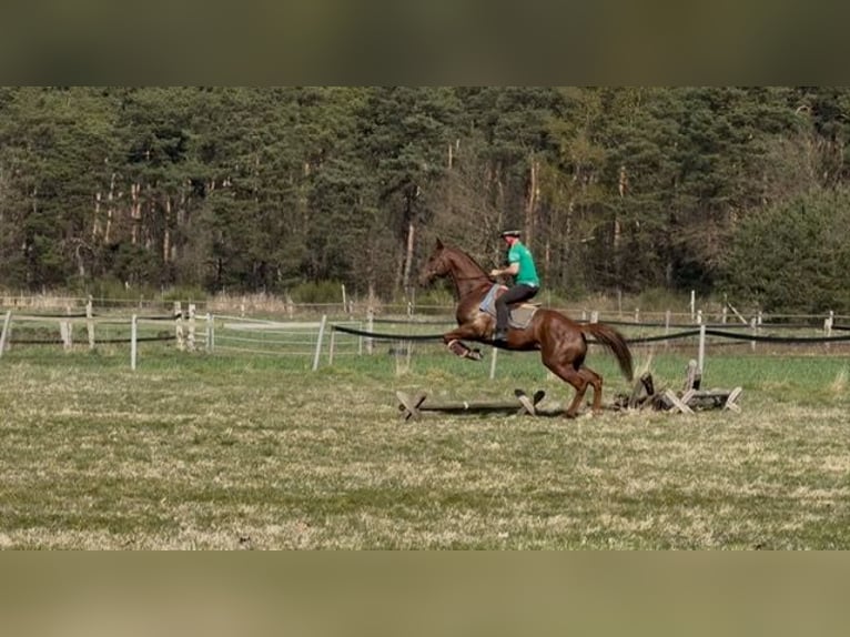 Purosangue inglese Castrone 5 Anni 168 cm Sauro in Burgwedel
