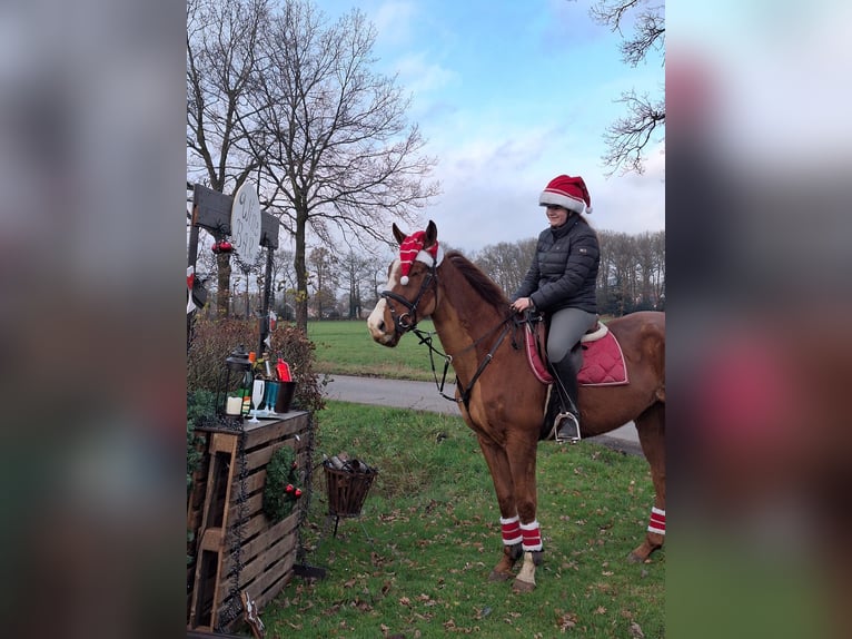 Purosangue inglese Castrone 5 Anni 170 cm Sauro in Tubbergen