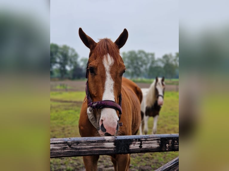 Purosangue inglese Castrone 5 Anni 170 cm Sauro in Tubbergen