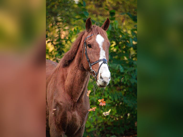 Purosangue inglese Castrone 5 Anni 170 cm Sauro in Tubbergen