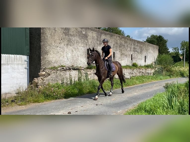 Purosangue inglese Castrone 6 Anni 155 cm Baio in Sligo
