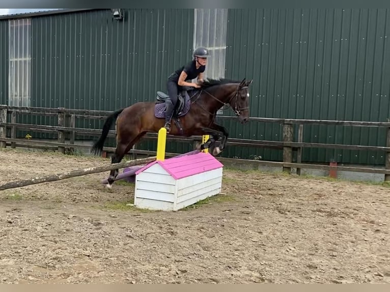 Purosangue inglese Castrone 6 Anni 155 cm Baio in Sligo