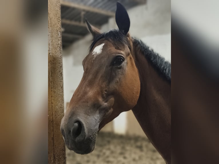 Purosangue inglese Castrone 6 Anni 160 cm Baio in Pulsnitz