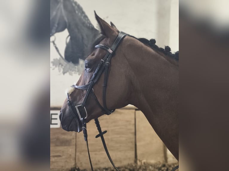 Purosangue inglese Castrone 6 Anni 160 cm Baio in Pulsnitz