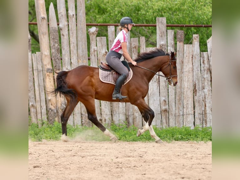 Purosangue inglese Mix Castrone 6 Anni 163 cm Baio ciliegia in Athens