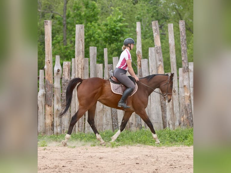 Purosangue inglese Mix Castrone 6 Anni 163 cm Baio ciliegia in Athens