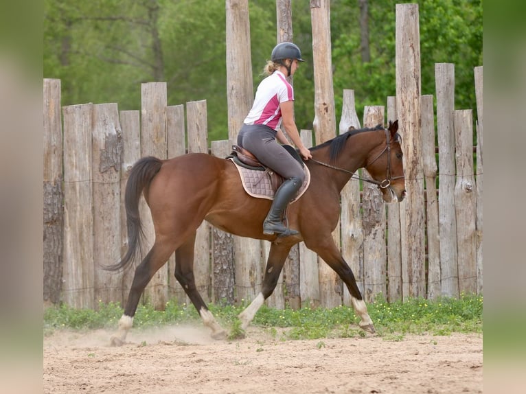 Purosangue inglese Mix Castrone 6 Anni 163 cm Baio ciliegia in Athens