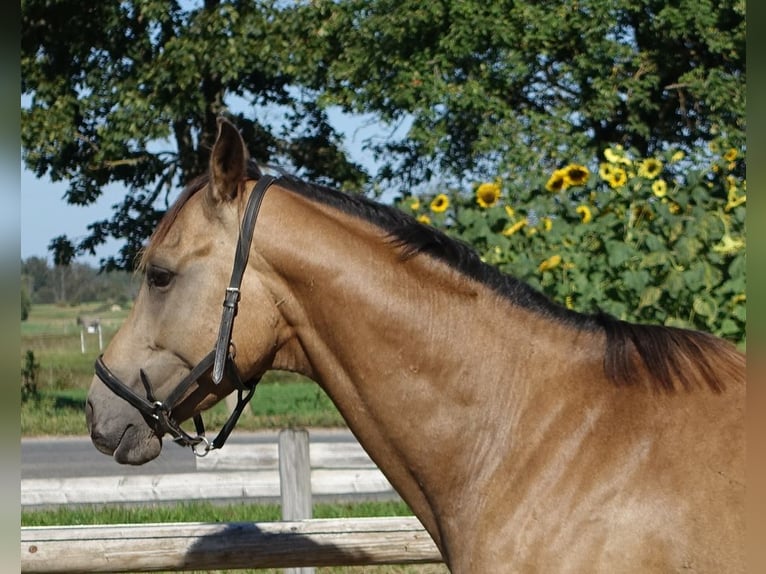 Purosangue inglese Castrone 6 Anni 163 cm Pelle di daino in Linn