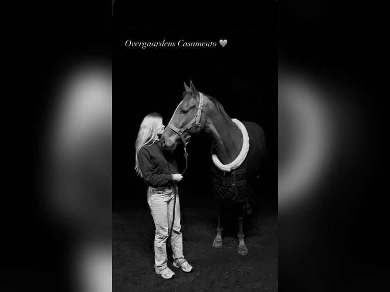 Purosangue inglese Castrone 6 Anni 163 cm Sauro scuro in Fjerritslev