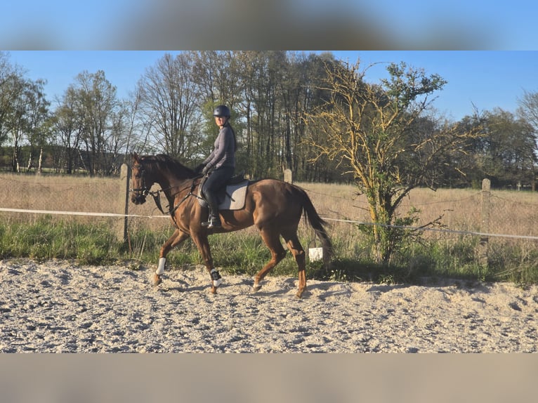 Purosangue inglese Castrone 6 Anni 164 cm Sauro scuro in Am Mellensee