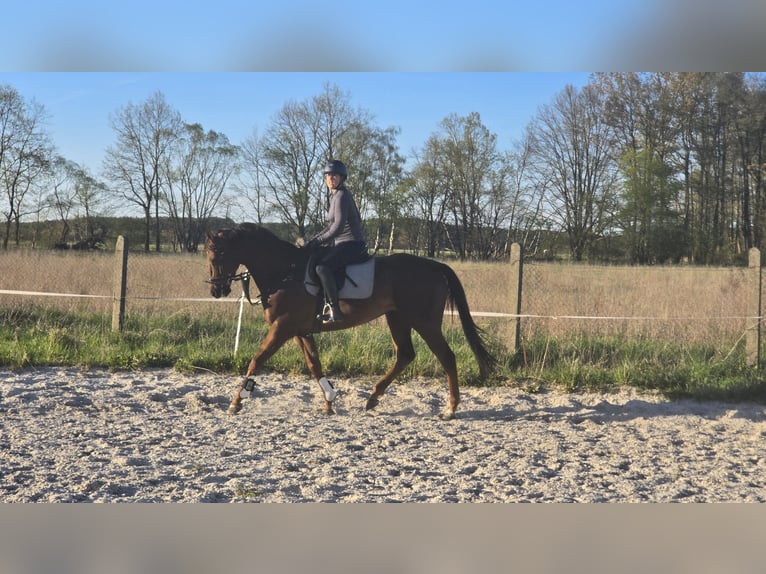 Purosangue inglese Castrone 6 Anni 164 cm Sauro scuro in Am Mellensee