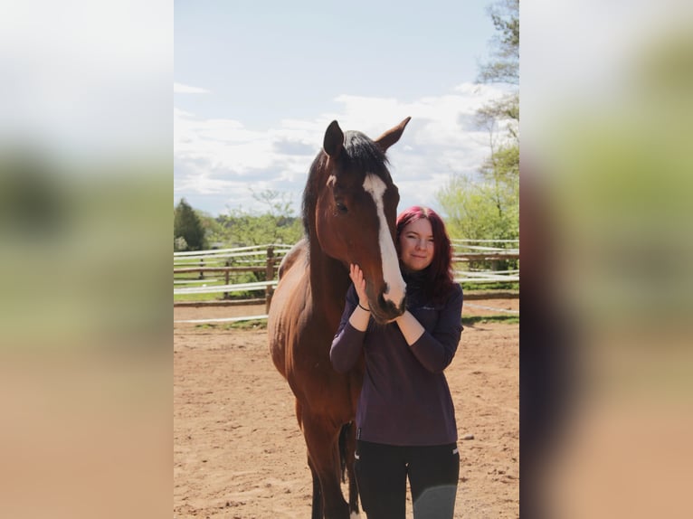 Purosangue inglese Castrone 6 Anni 165 cm Baio in Hilpoltstein