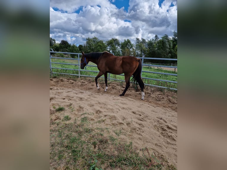 Purosangue inglese Castrone 6 Anni 165 cm Baio in Leegebruch