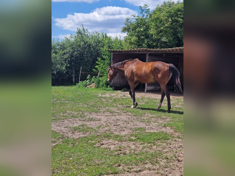 Purosangue inglese Castrone 6 Anni 165 cm Baio in Leegebruch