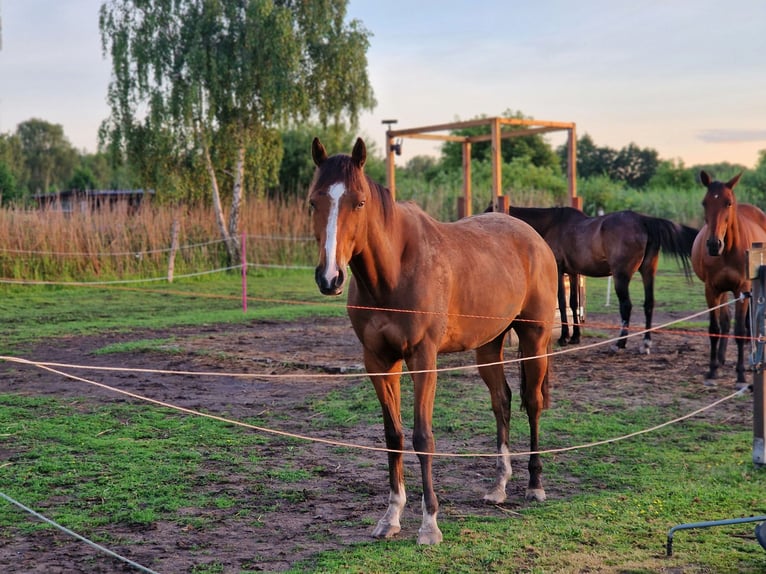 Purosangue inglese Castrone 6 Anni 165 cm Baio in Leegebruch