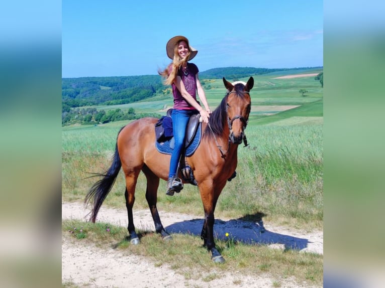 Purosangue inglese Castrone 6 Anni 165 cm Baio in Hundsbach