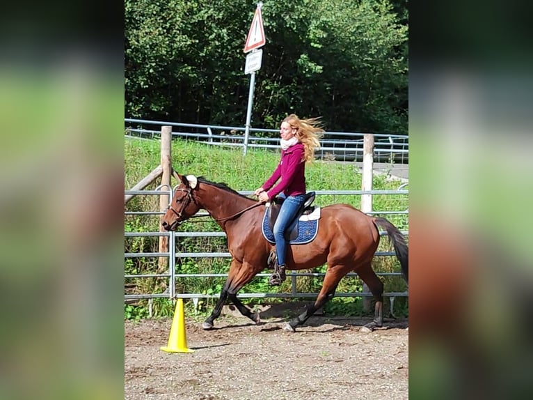 Purosangue inglese Castrone 6 Anni 165 cm Baio in Hundsbach