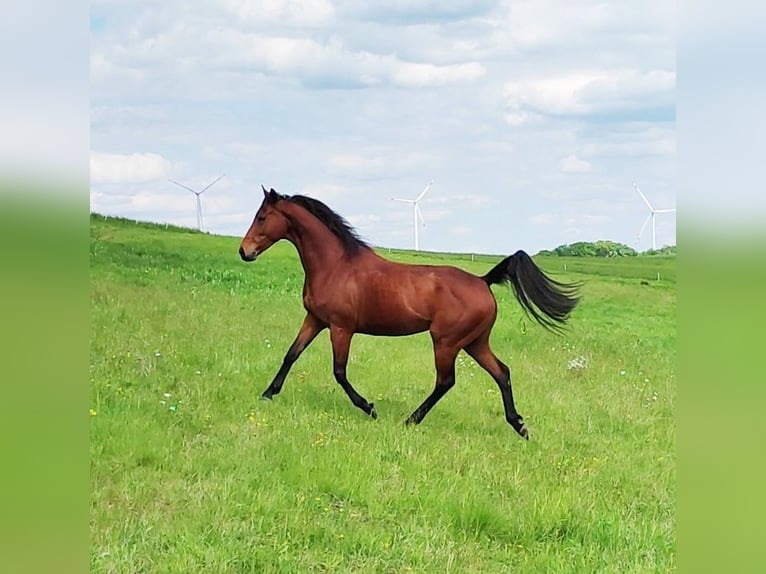 Purosangue inglese Castrone 6 Anni 165 cm Baio in Hundsbach