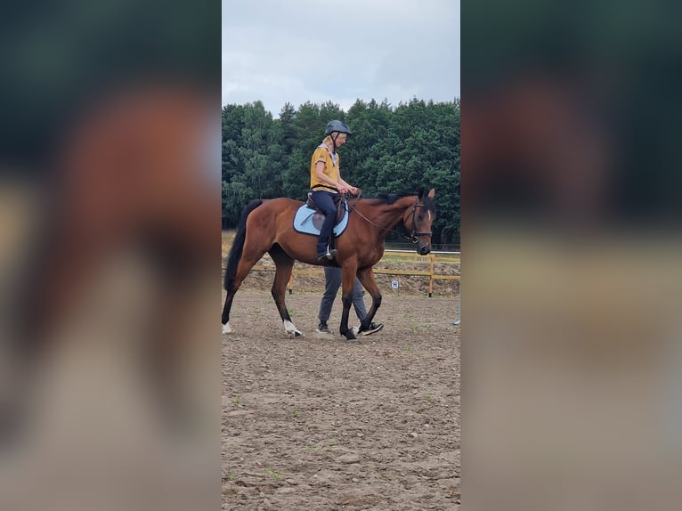 Purosangue inglese Castrone 6 Anni 165 cm Baio in Werneuchen