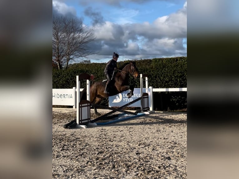 Purosangue inglese Castrone 6 Anni 165 cm Baio ciliegia in Westmeath