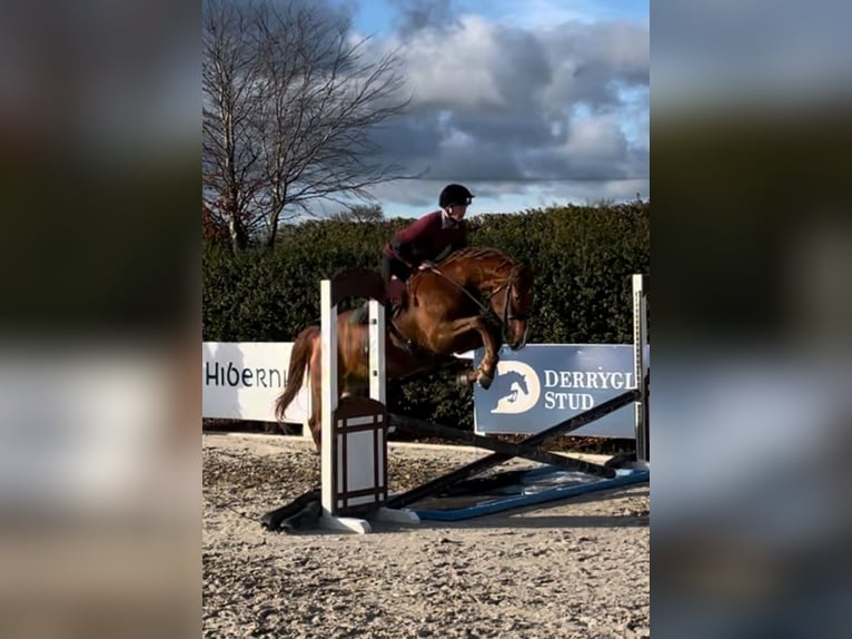 Purosangue inglese Castrone 6 Anni 165 cm Baio ciliegia in Westmeath