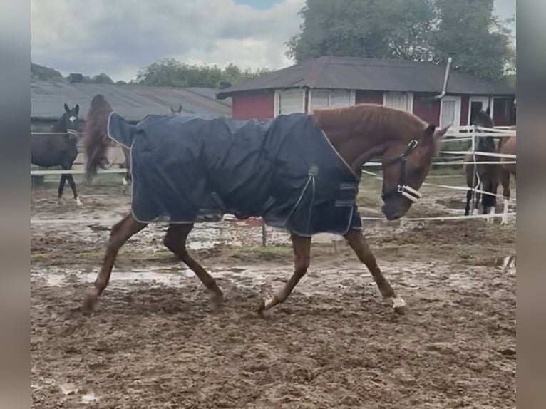 Purosangue inglese Castrone 6 Anni 165 cm Sauro in Coswig
