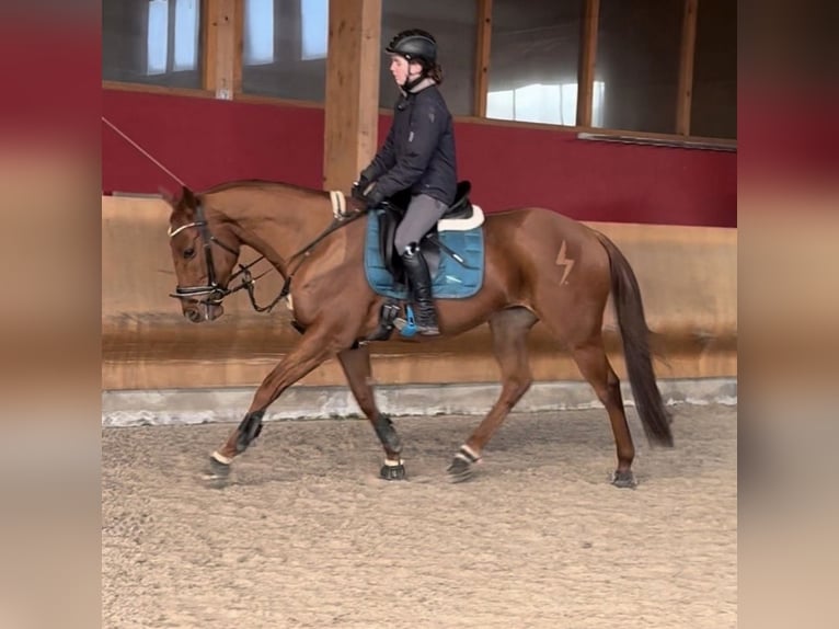 Purosangue inglese Castrone 6 Anni 165 cm Sauro in Coswig