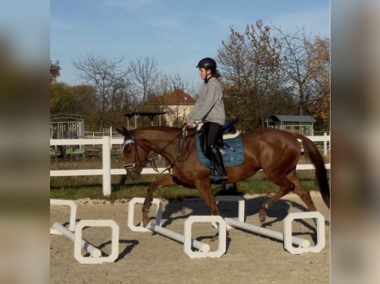 Purosangue inglese Castrone 6 Anni 165 cm Sauro in Coswig