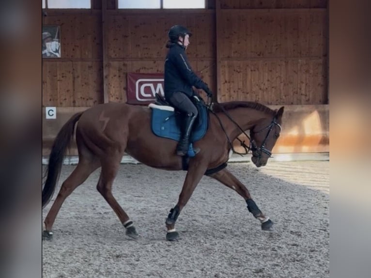 Purosangue inglese Castrone 6 Anni 165 cm Sauro in Coswig