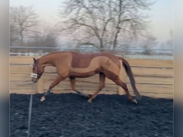 Purosangue inglese Castrone 6 Anni 165 cm Sauro in Coswig