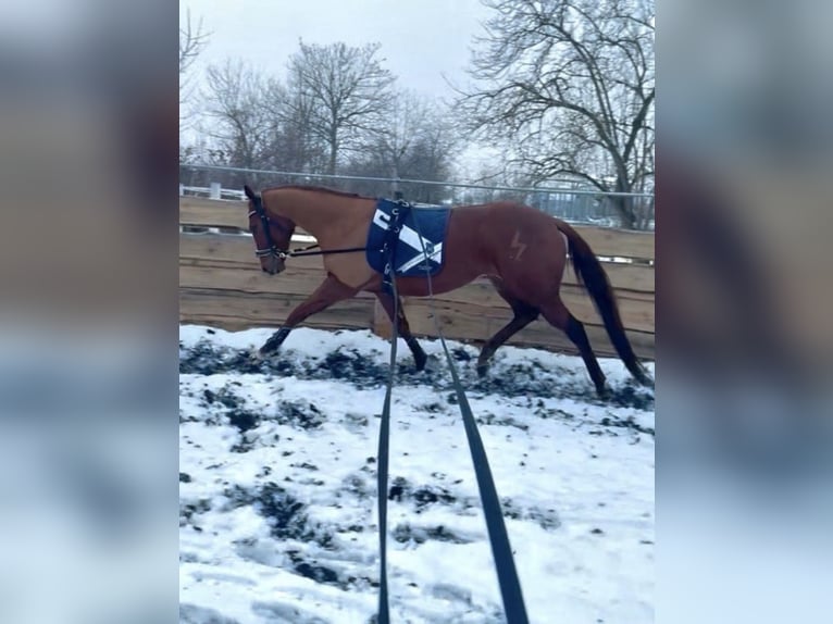 Purosangue inglese Castrone 6 Anni 165 cm Sauro in Coswig