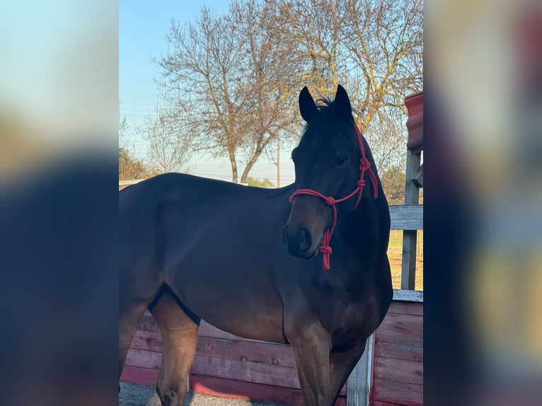 Purosangue inglese Castrone 6 Anni 166 cm Baio in Bruxelles