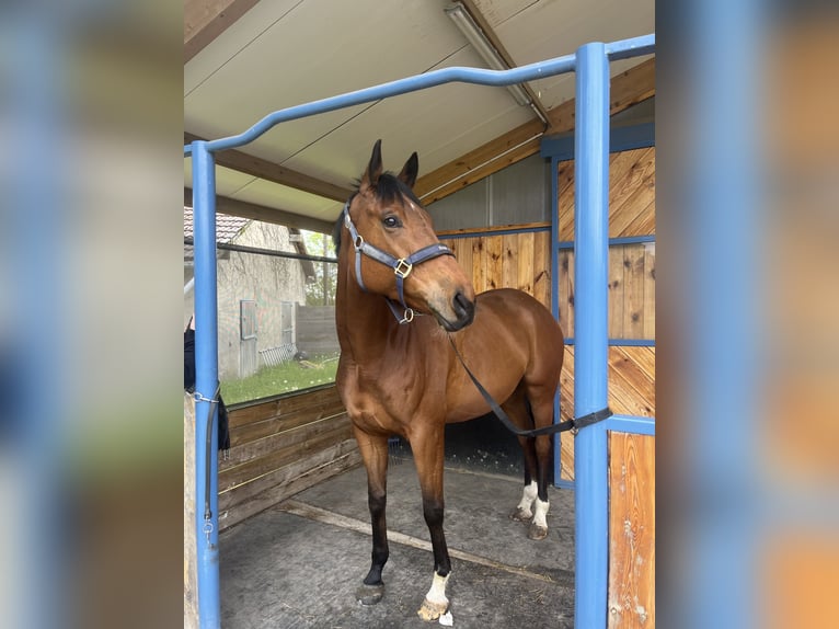 Purosangue inglese Castrone 6 Anni 172 cm Baio in Nancy