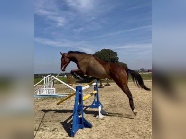 Purosangue inglese Castrone 6 Anni 173 cm Baio in sevilla la nueva