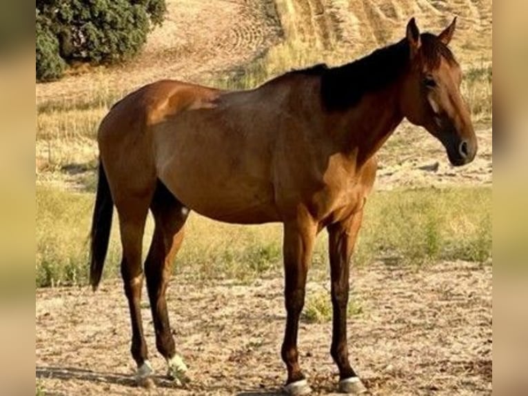 Purosangue inglese Castrone 6 Anni 173 cm Baio in sevilla la nueva