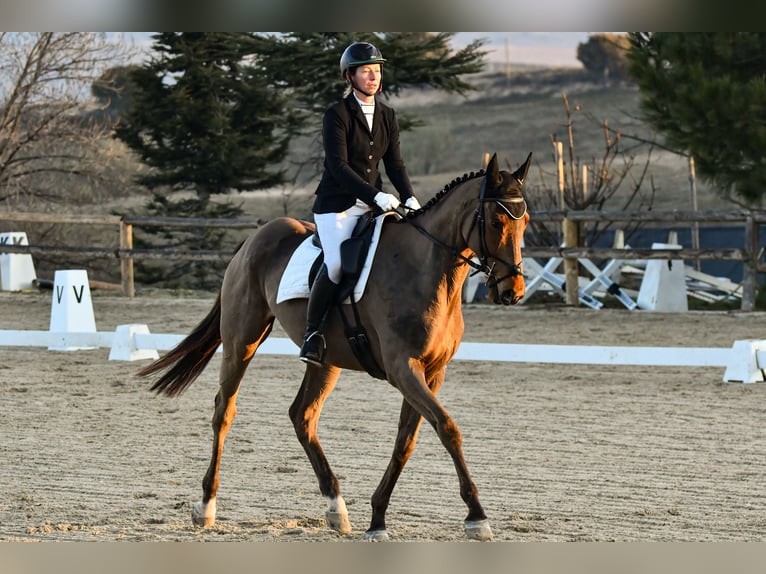 Purosangue inglese Castrone 6 Anni 173 cm Baio scuro in Brunete